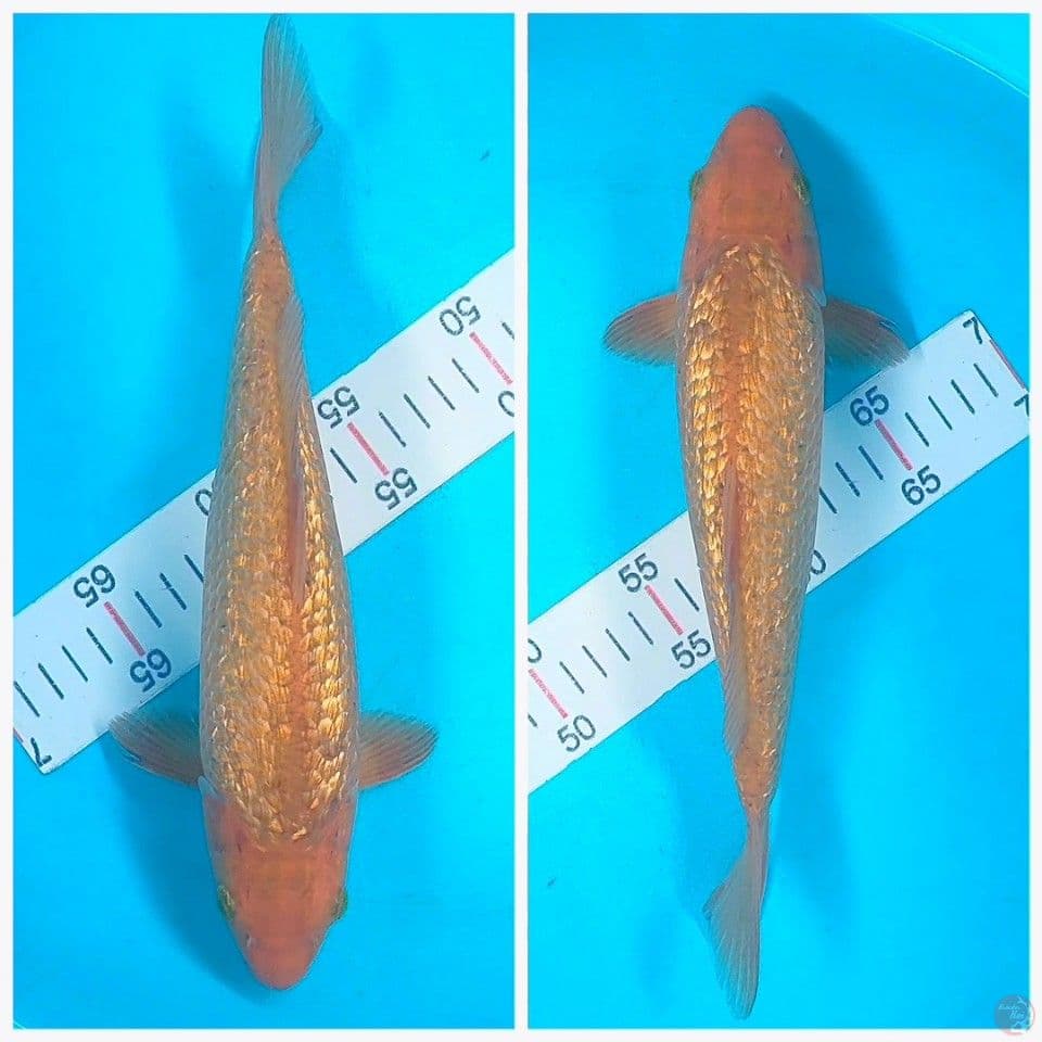 Caramel Ginrin 30cm male