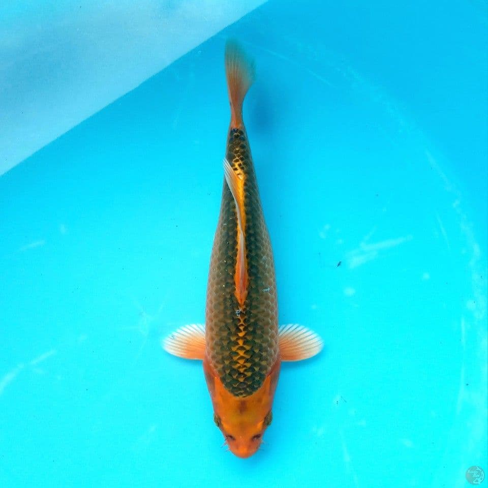 KIN MATSUBA 30CM