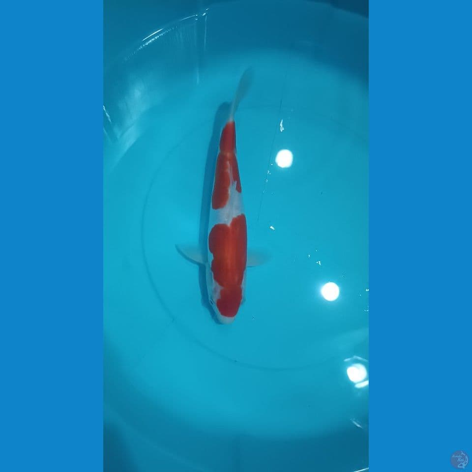 Kohaku Doitsu 22cm