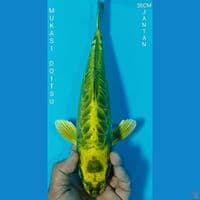 MUKASI DOITSU 36CM JANTAN