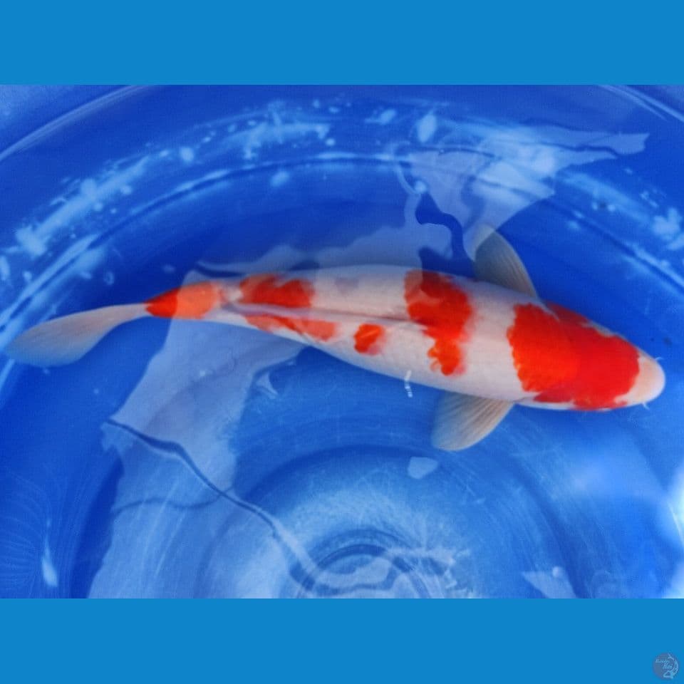 Kohaku size 47 cm