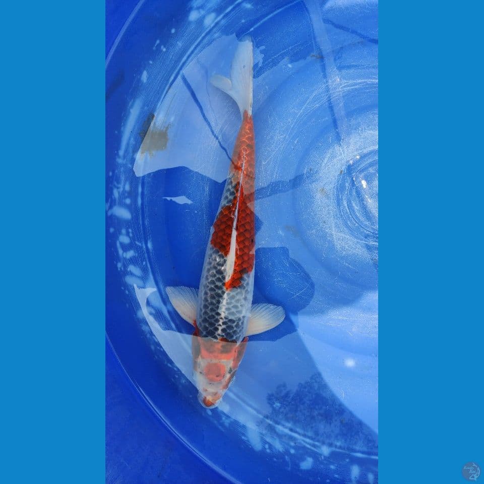 Goshiki 48 cm Jantan
