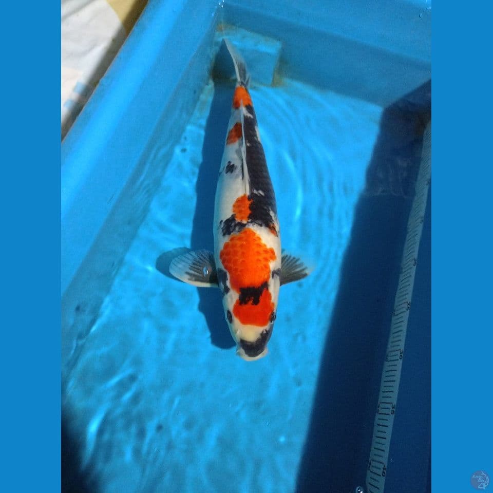 showa 37cm jantan
