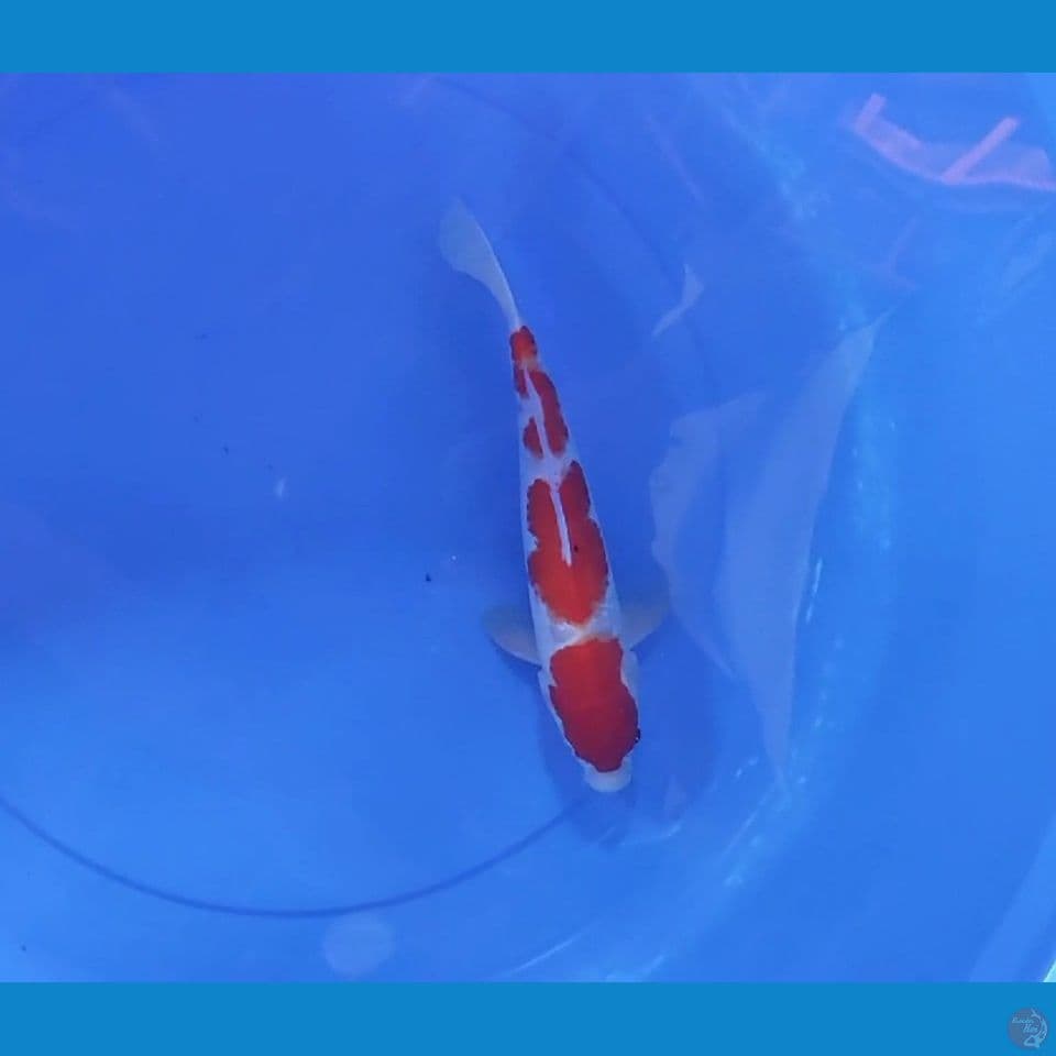 KOHAKU 25CM