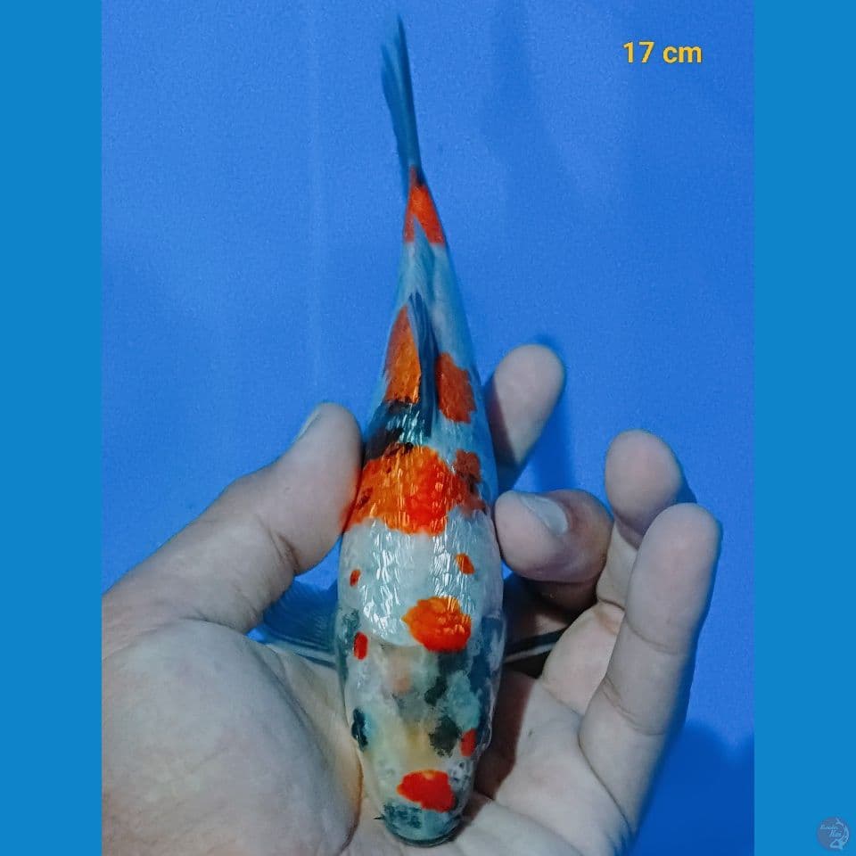 minion showa ginrin M 17 cm 