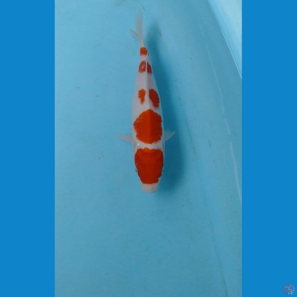 kohaku 20cm