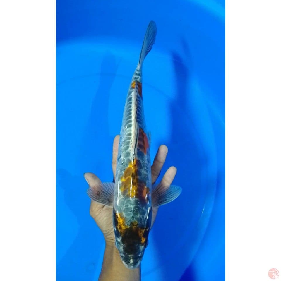 doit aragoke size : 37 cm.m