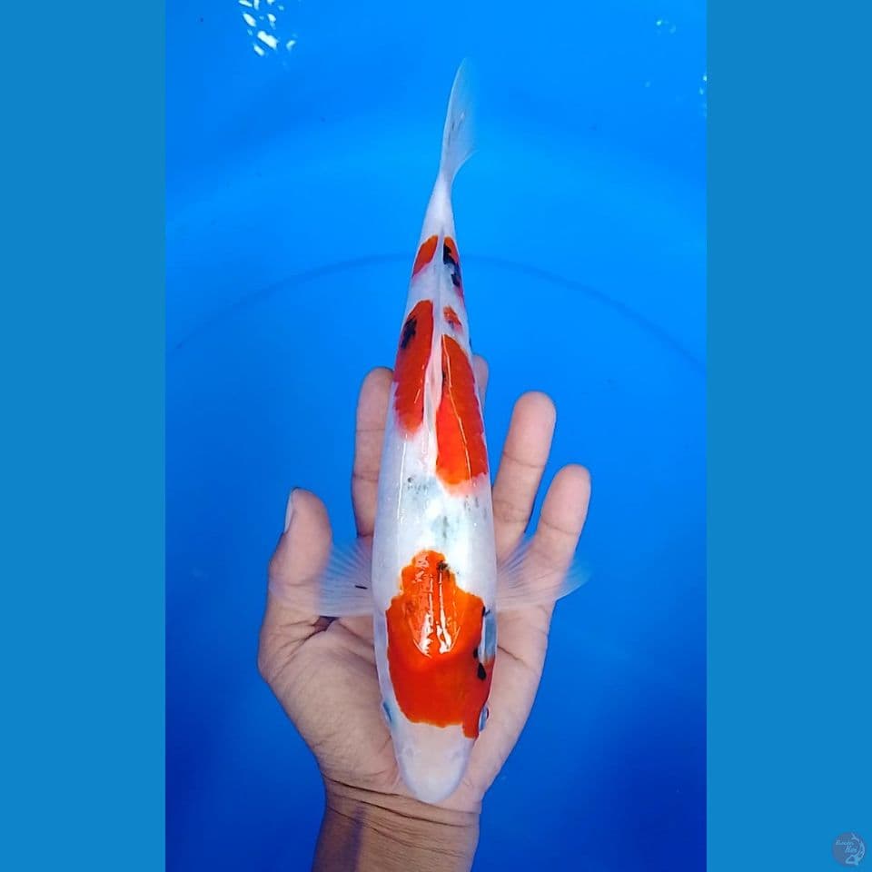 sanke size : 28 cm m