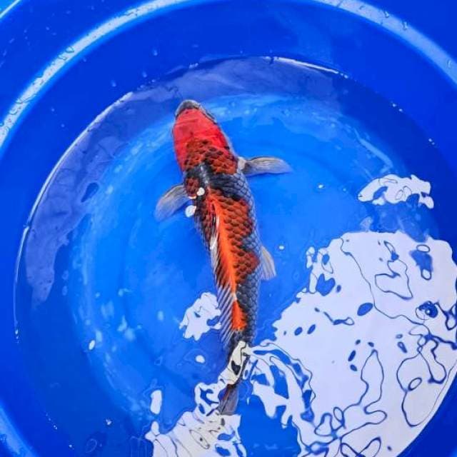 Red gosiki 30 cm m