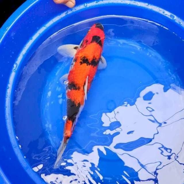 Hi Showa 35 bu male 