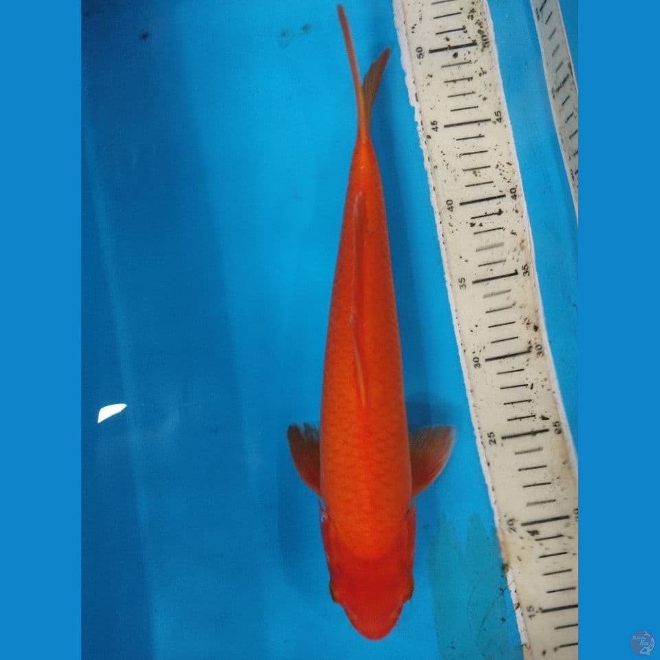 red karasi 34cm