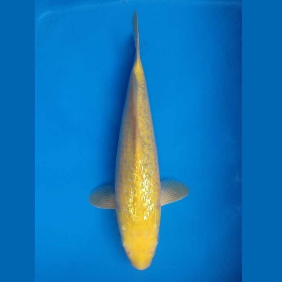 karashi ginrin semi mata merah