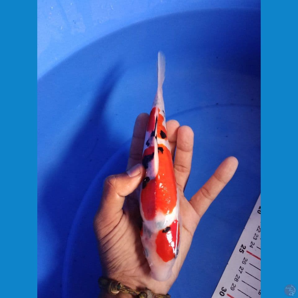 showa doidsu 23cm male