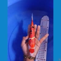 maruten showa doidsu 23cm female