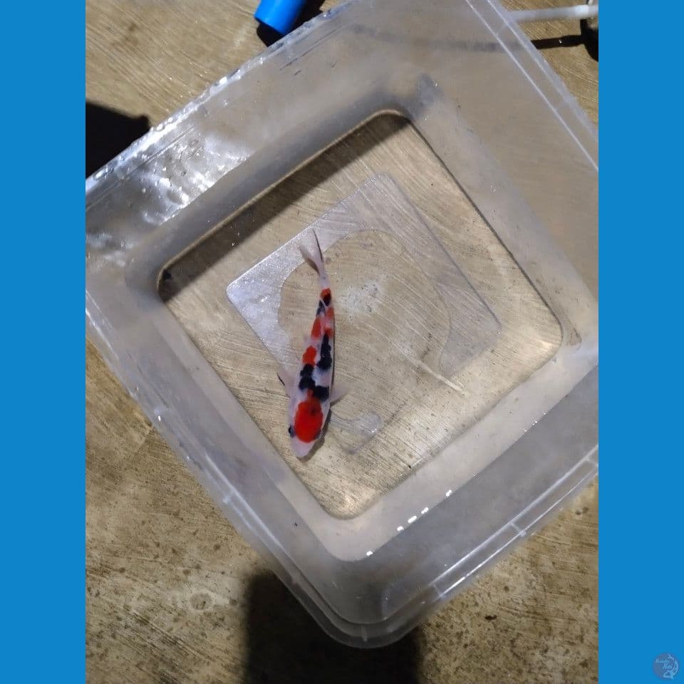 sankey 12 cm