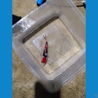 sankey 12 cm