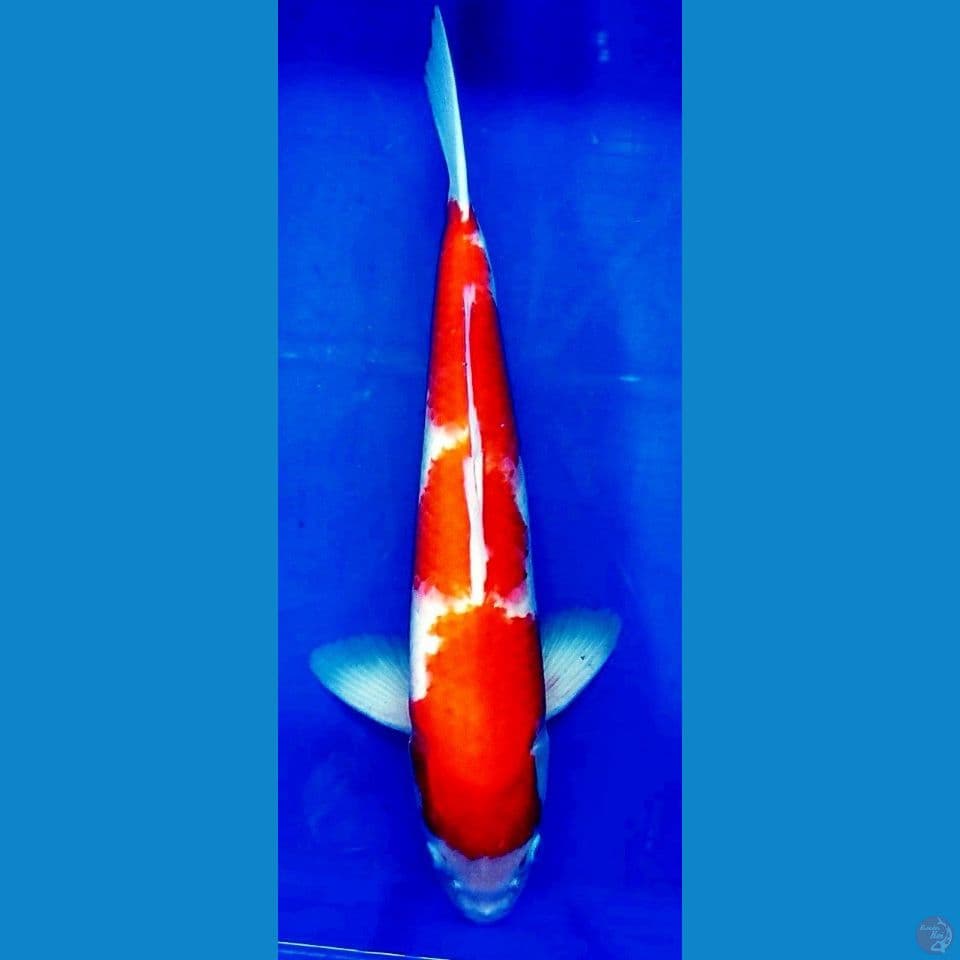 Jumbo Kohaku