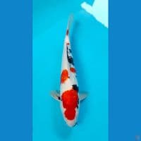 showa ginrin male 37cm