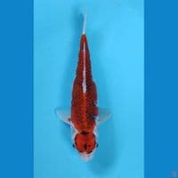 gosiki female 30cm 