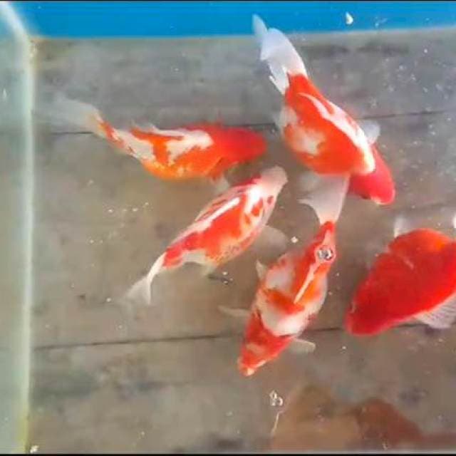 Tamasba shot tail 14 16 cm  pola sakura