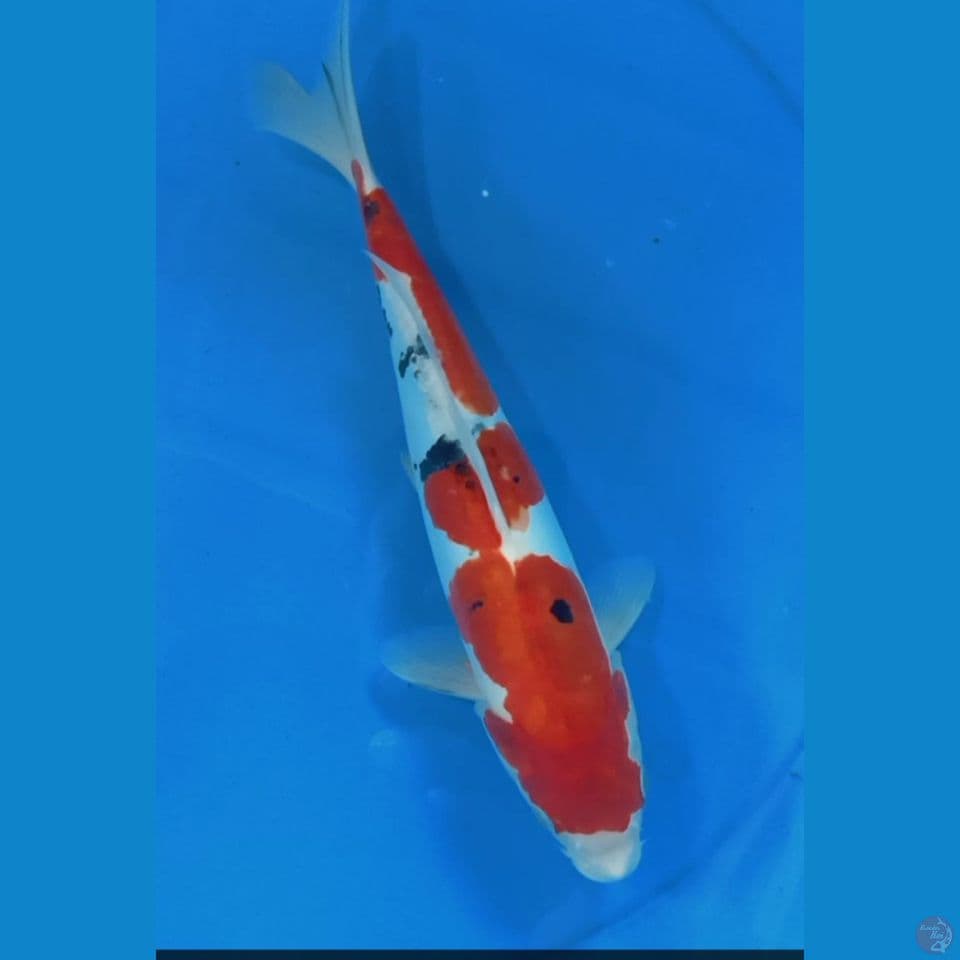 showa doitsu 30 cm