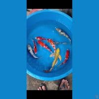 paket 9 ekor