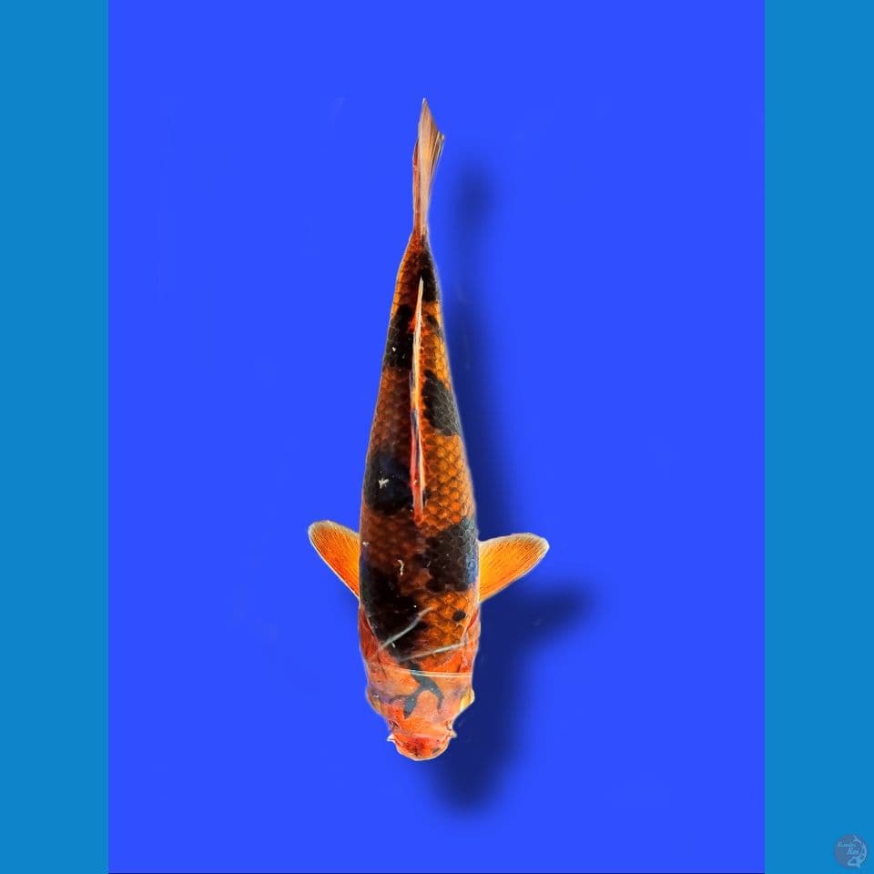 CASURI ( Caramel Utsuri ) 25 cm / Bukan tatto
