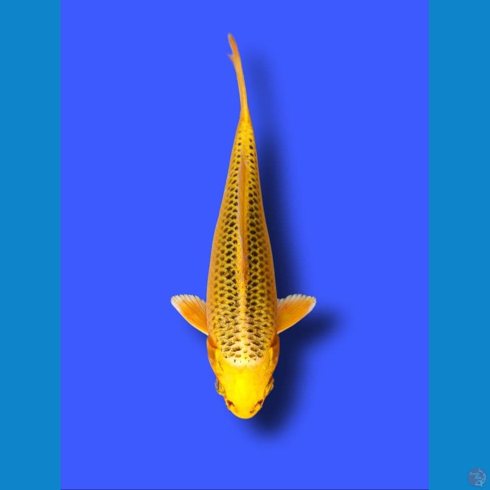 Kin Matsuba 20 cm / Male