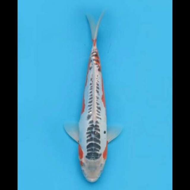 34cm Male - Shusui F1