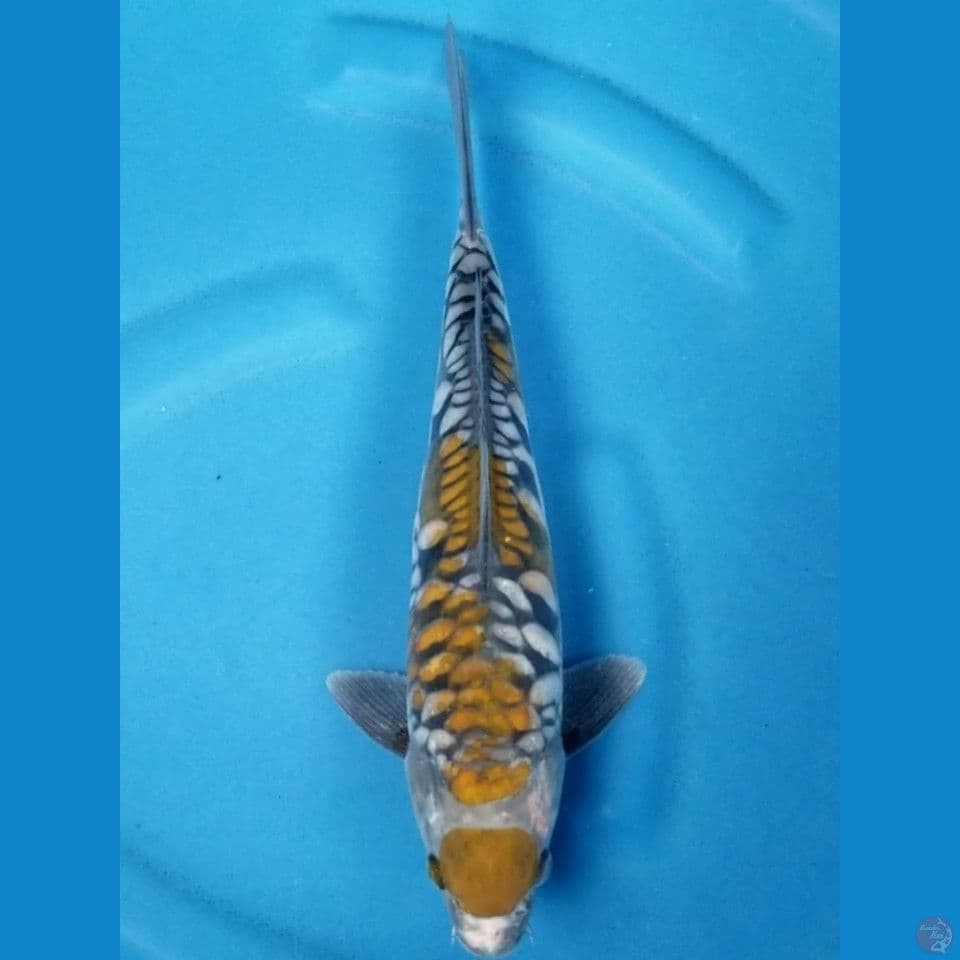 MARUTEN OCHIBA ARAGOKE 35 CM MALE