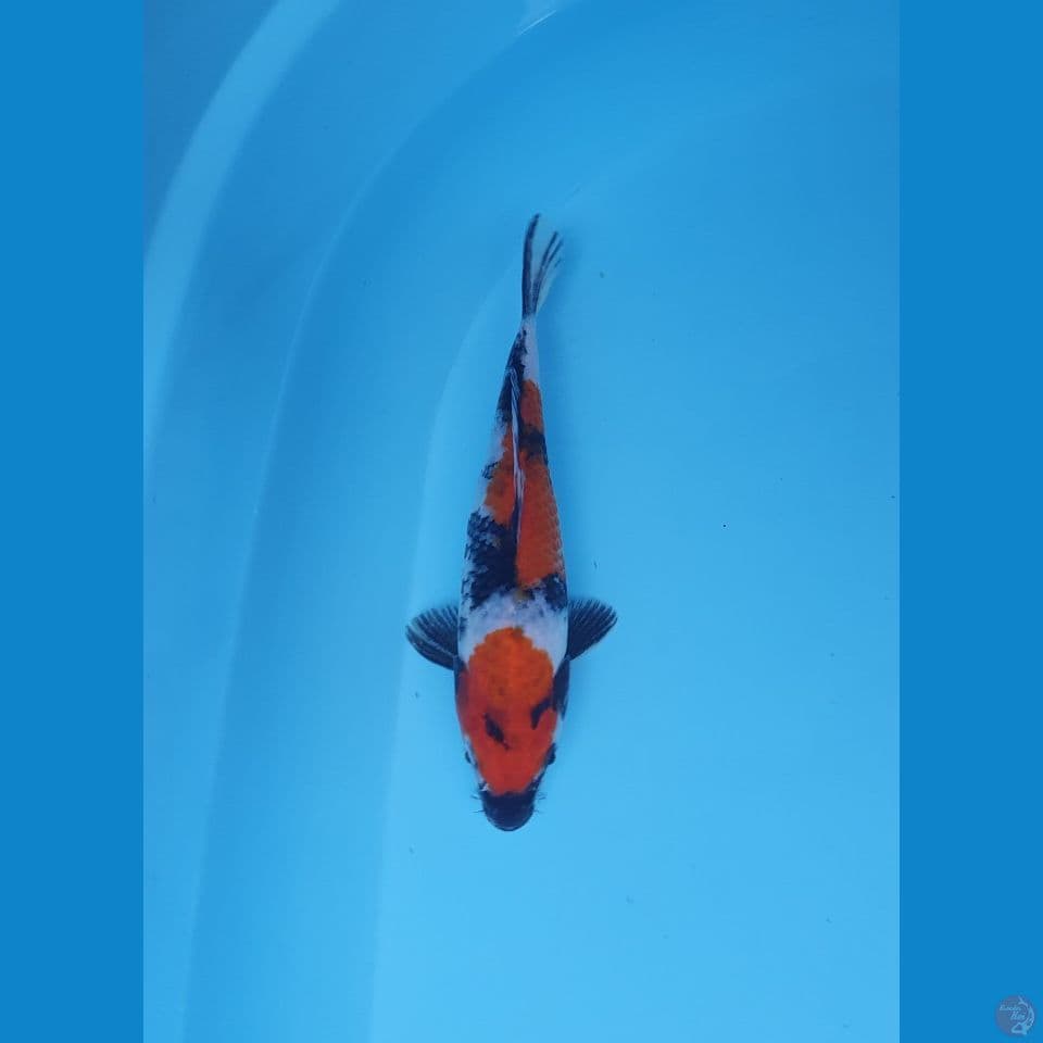 showa 21cm