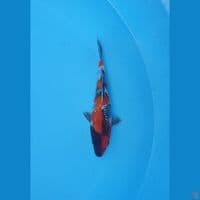 showa ginrin 19cm
