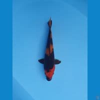 hiutsuri 22cm