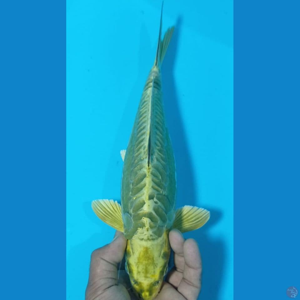 POLOS IJO 35