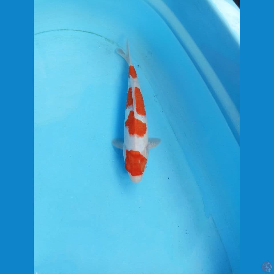 Kohaku 27cm