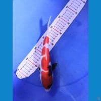 showa doidsu 27cm male