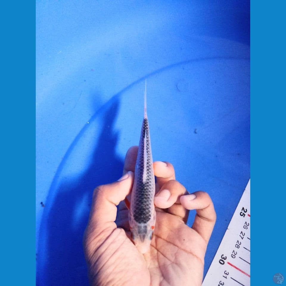 asagi f1 15cm