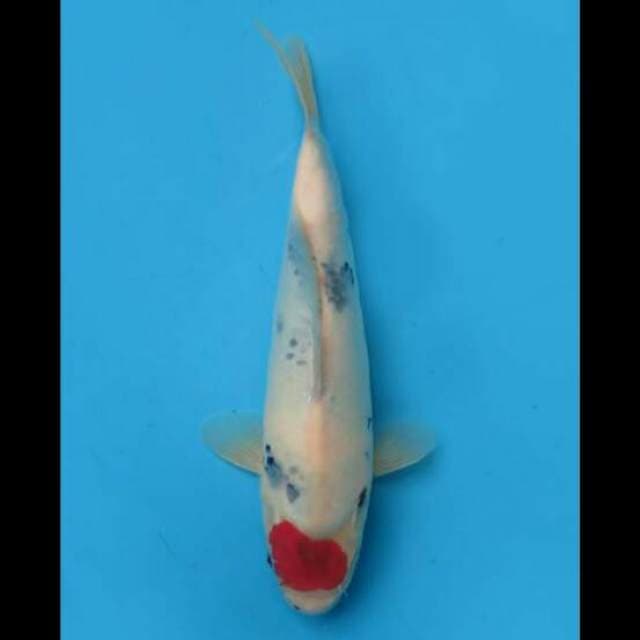 30cm Male - Ori Tancho Showa Tategoi