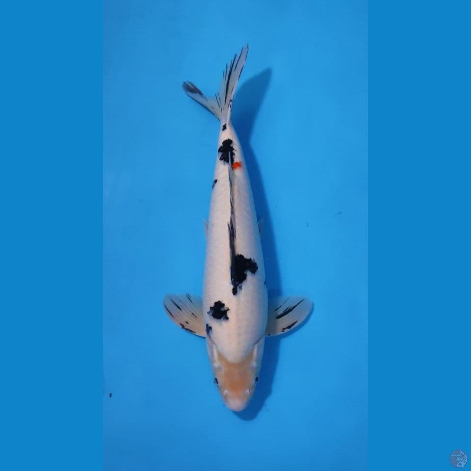 BEKKO 40CM - MALE