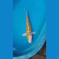 KIN KI KIKOKURYU 45 CM