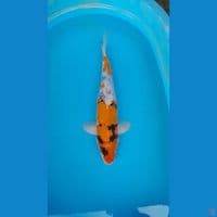 SHOWA GINRIN MALE 50 CM