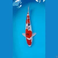 KOHAKU SANKE ORIGINAL 40 CM