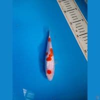 KINGIRIN KOHAKU SQ 15 CM MALE