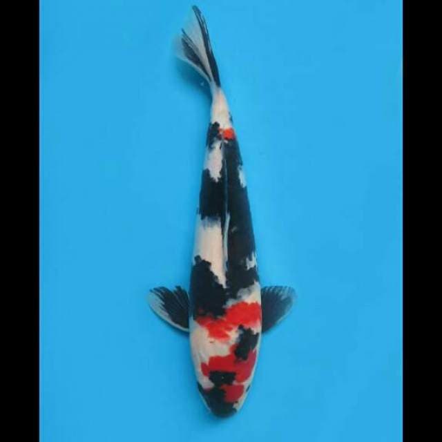 38cm Male - Red Showa 