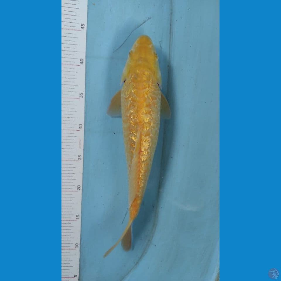 karasihi aragoke full gindrin 35cm