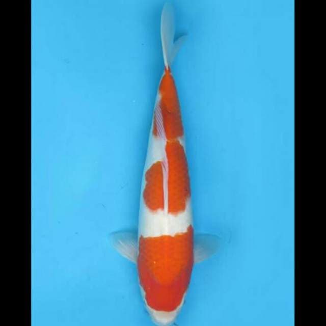 42cm Female - F1 Kohaku Jumbo