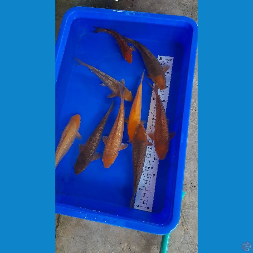 21-28CM PAKET 9 EKOR