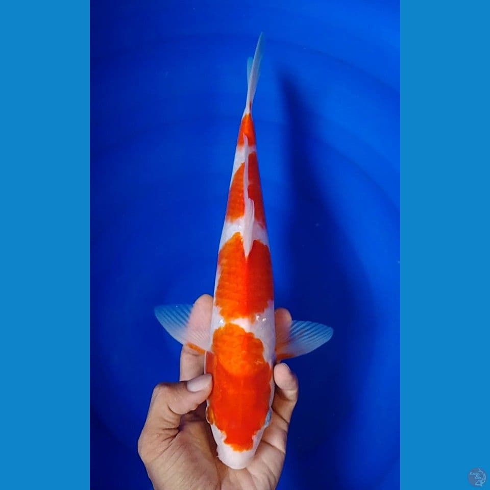 maruten kohaku 31 cm.m