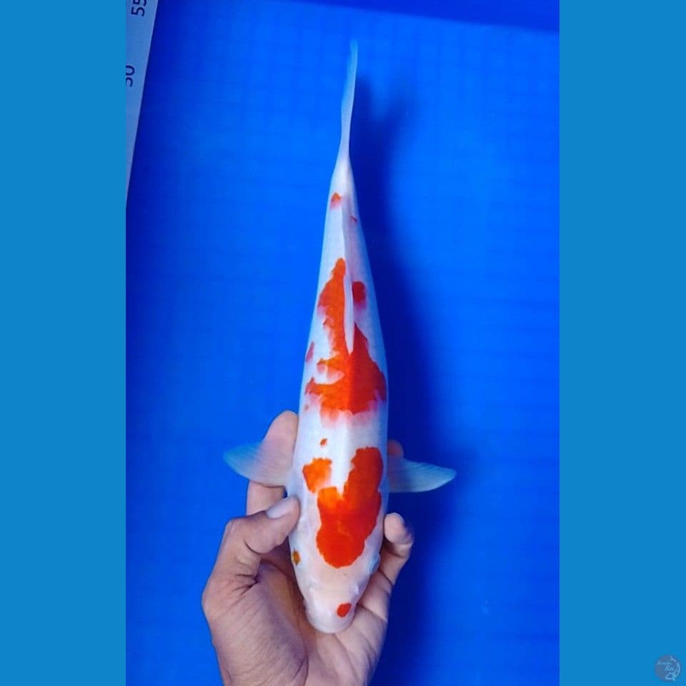 kohaku size : 31cm