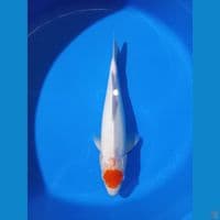 Tancho 36cm Male